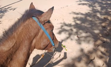 HORSE RIDE TO PLAYA RINCON