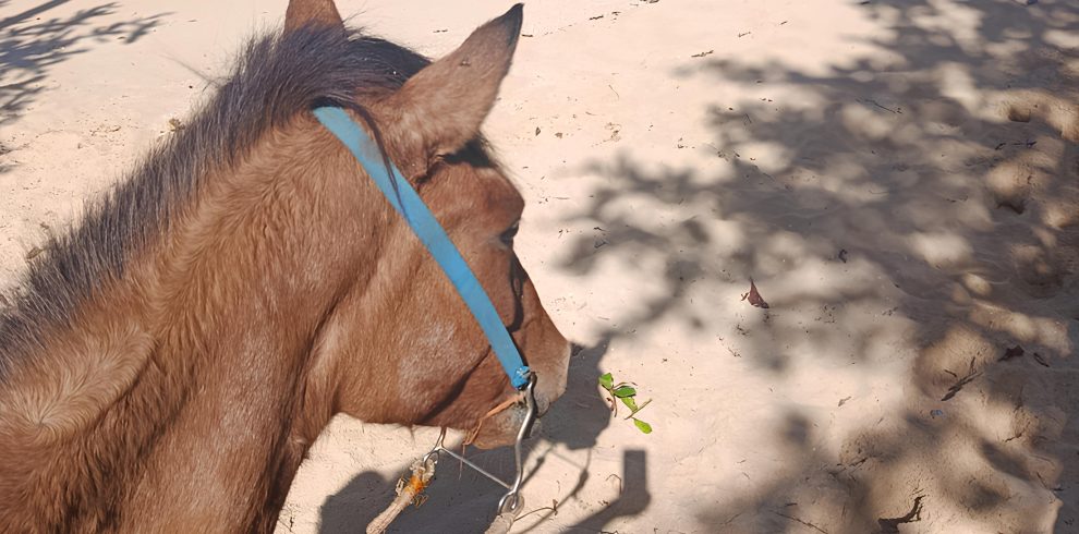 HORSE RIDE TO PLAYA RINCON