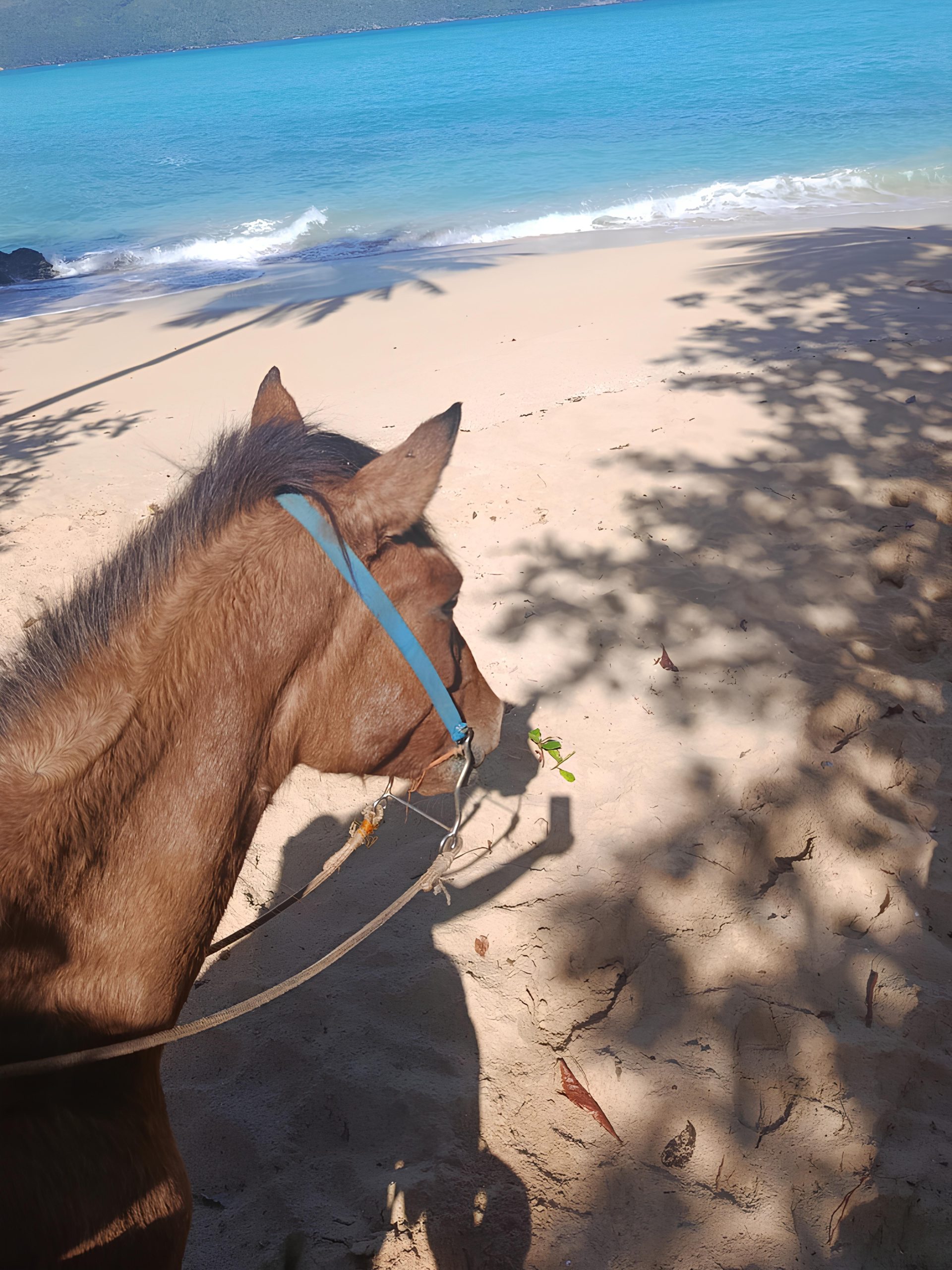 HORSE RIDE TO PLAYA RINCON