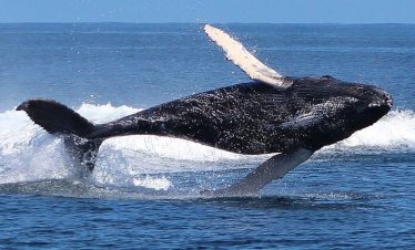 whales las galeras samana
