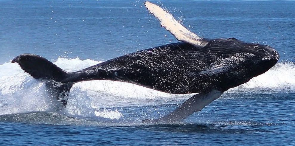 whales las galeras samana
