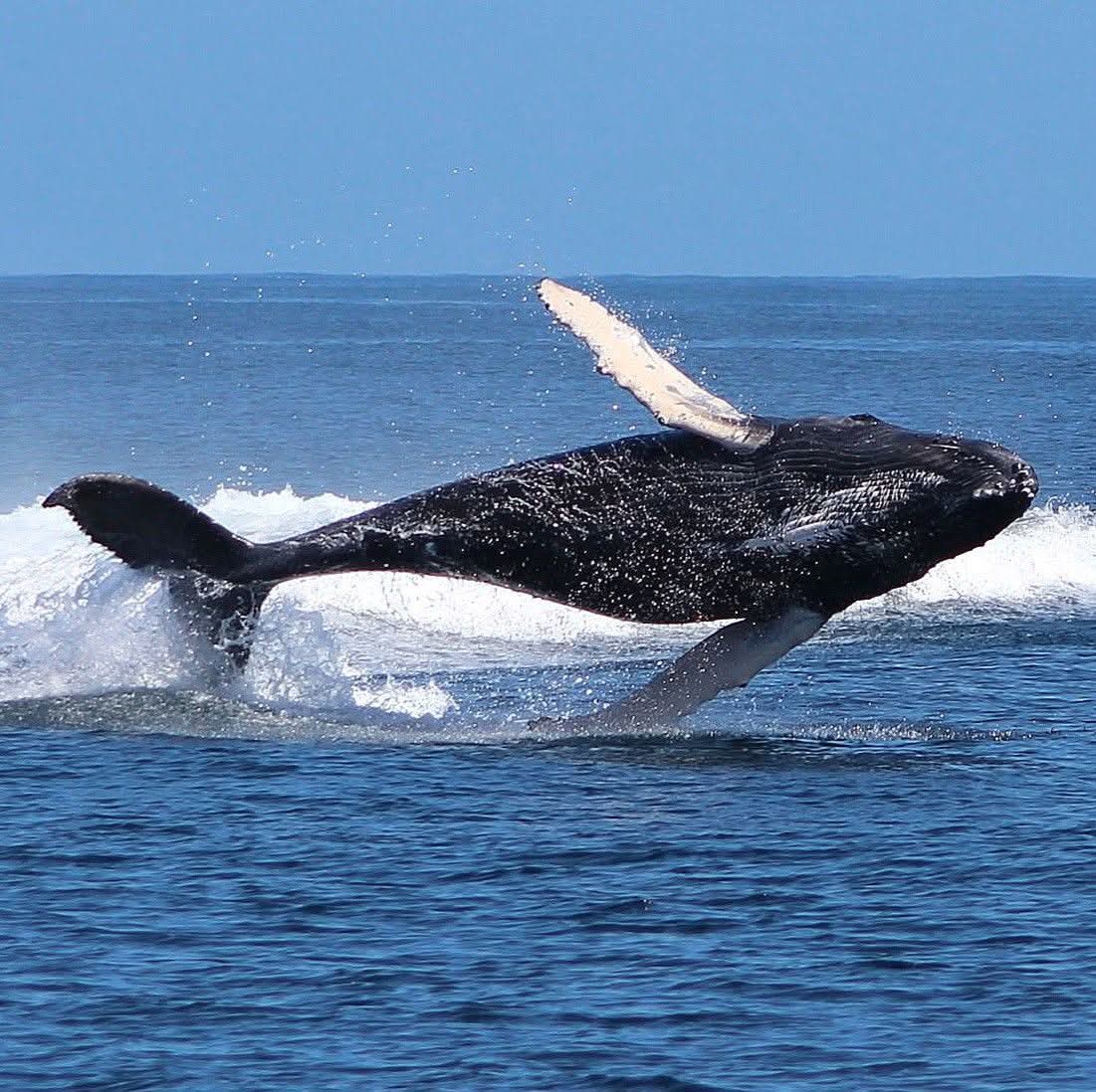 whales las galeras samana